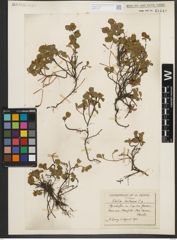 Foto von Salix herbacea L.